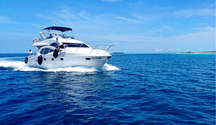 Dolphin & boat tours
